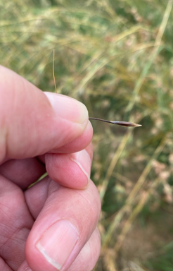 Closeup of grain on Country.