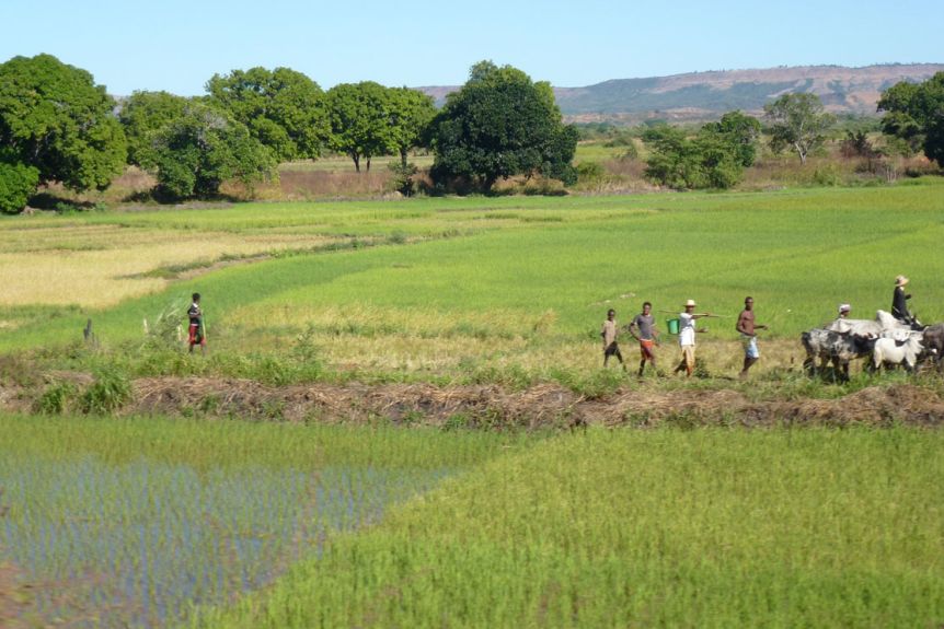 Dr Alison Crowther is solving mysteries of Madagasca with ancient rice.