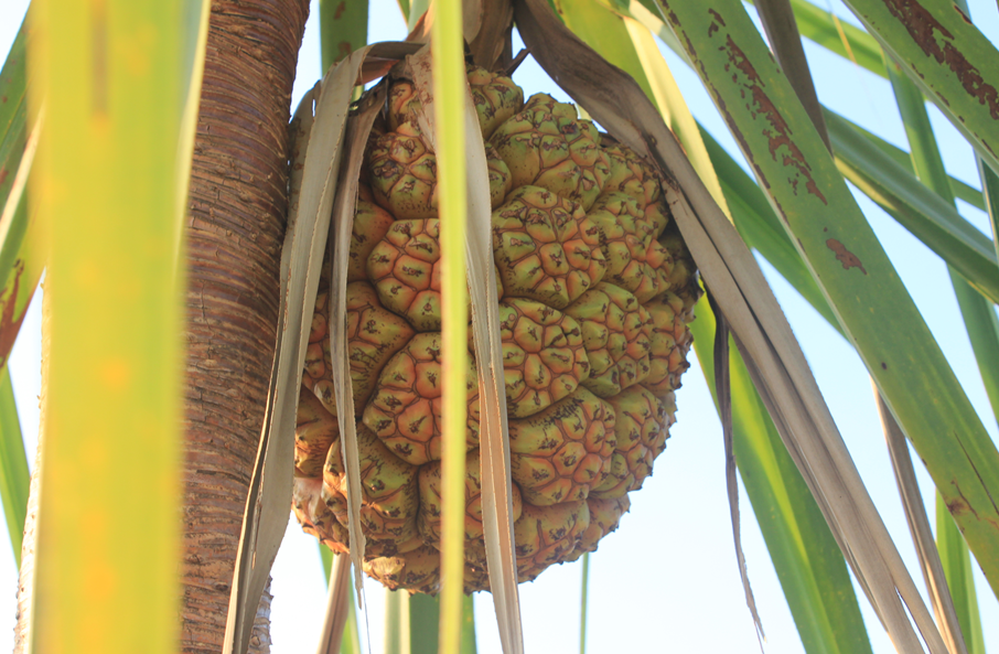 Fruit of the Anyakngarra, also known as pandanus. The soft base is made into a drink and their nuts are an excellent source of fat and protein.