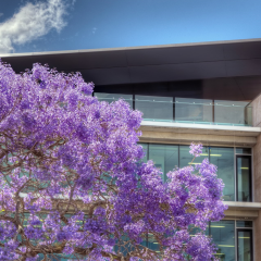Image of St Lucia campus 