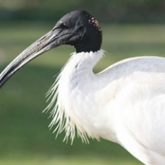 Ibis