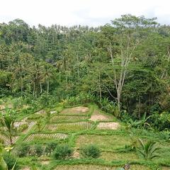 Rice terraces in Bali ... farmers have been altering the Earth's surface for thousands of years. Image: Andrea Kay.