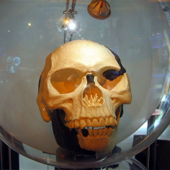 A replica of the 'Piltdown Man' fossil. Source: Wikimedia Commons.