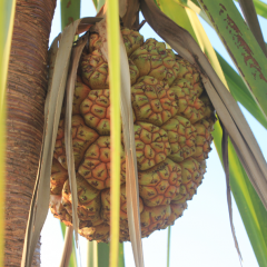 Fruit of the Anyakngarra, also known as pandanus. The soft base is made into a drink and their nuts are an excellent source of fat and protein.