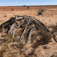 Remains of a gunyah on Country. Image: Michael Westaway.